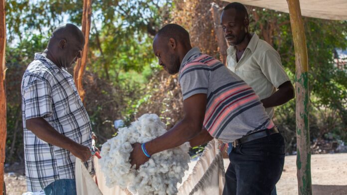 How Timberland, Vans, VF Corp. are making sure their cotton isn't 'greenwashed'