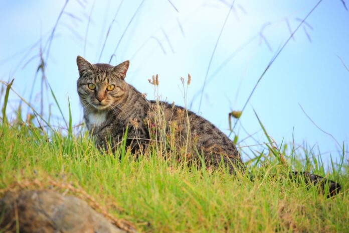 A contest encouraged children to hunt feral cats — until the backlash